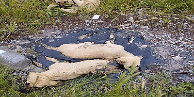 Kayseri'de zifte yapışan köpekler belediye personelince kurtarıldı