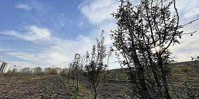 Kayseri'deki gen bahçesinde 20 ilden toplanan 250 ahlat ağacı korunuyor