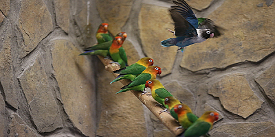 Kayseri'deki hayvanat bahçesi, ziyaretçilerini tropik kuşların cıvıltılarıyla ağırlıyor