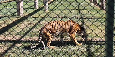 Kayseri'deki hayvanat bahçesinde engelli kaplan 