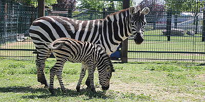 Kayseri'deki hayvanat bahçesinin üyelerine yavru zebra da katıldı