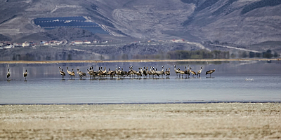 Kayseri'deki Sultan Sazlığı Milli Parkı'nda turnalar görüntülendi