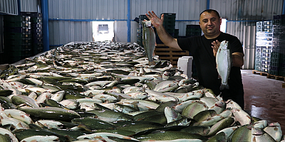 Kayseri’den balık ihracatıyla Türk ekonomisine 30 milyon dolarlık katkı