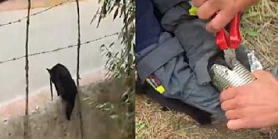 Kayseri Hacılar'da kafası konserve kutusuna sıkışan kediyi itfaiye kurtardı