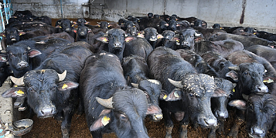 Kayseri Hürmetçi'de Üreticilere 100 Manda