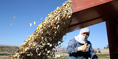Kayseri'nin kabak çekirdeğinin ihracat pazarı genişliyor