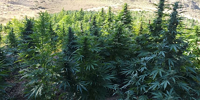 Kayseri'nin Pınarbaşı ilçesinde tarlada ekili kenevir ele geçirildi