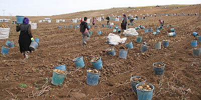 Kayseri patatesinin ekim alanı yüzde 38 arttı