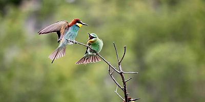 Kayseri Sultan Sazlığı Milli Parkı'nda yeşil arıkuşu ilk kez gözlemlendi
