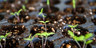 Kayseri Üniversitesi genetiği değiştirilmemiş tohumları çiftçilere dağıtıyor