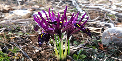 Kayseri'ye özgü endemik bitki 