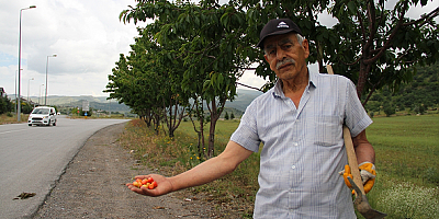 Kayseri'yi  yol kenarlarına diktiği meyve fidanlarıyla yeşillendiriyor