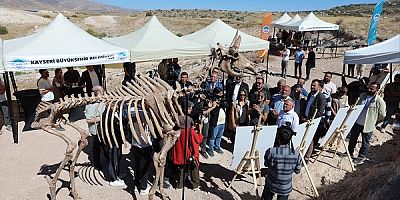 Kayseri'de 7,7 Milyon Yıllık Kılıç Dişli Kaplan Örneği Bulundu