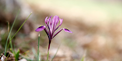 Kır navruzunu koparmanın cezası 109 bin lira