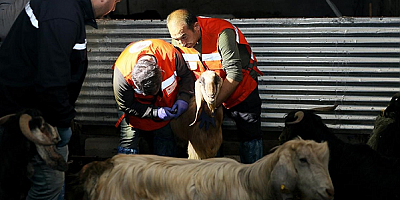  Kırsaldaki hayvanların yardımına 