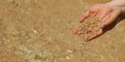 KTB Başkanı Bağlamış buğday fiyatlarını değerlendirdi