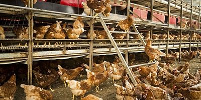 Kümes Hayvancılığında Bitki Bazlı Performans Dönemi