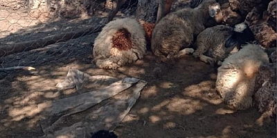 Kurt saldırısı sonucu 43 kuzu telef oldu