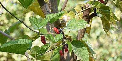 Malatya'da dut ağacı sonbaharda meyve verdi