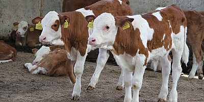 Memleketine dönüp babasından devraldığı besi çiftliğini devlet desteğiyle büyüttü
