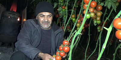 Mersin'de çiftçiler zirai dona karşı seralarda soba yaktı