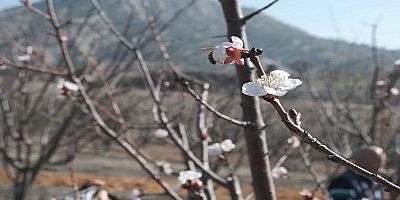 Mersin'de kayısı ağaçları çiçek açtı