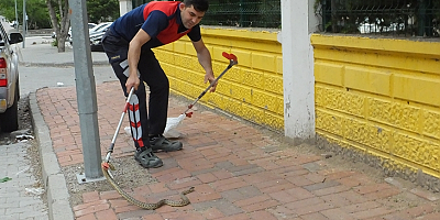 Okulun bahçesindeki yılanı itfaiye ekipleri yakaladı