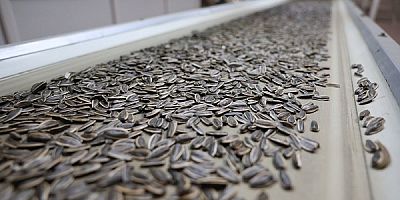 PANPA'dan çiftçiye güvence: Çekirdek alımları devam ediyor