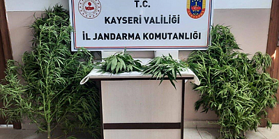 Pınarbaşı ilçesinde 5 gr. kubar esrar 21 kök kenevir ele geçirildi