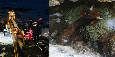 Sarız'da bir haftadır kayıp inek düştüğü kayalıktan kurtarıldı