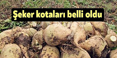 Şeker kotaları belli oldu
