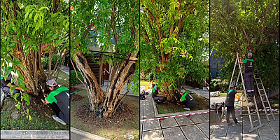 Selanik'teki Atatürk'ün babası Ali Rıza Efendi'nin diktiği asırlık nar ağacının bakımı yapıldı