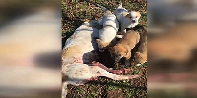 Silahla vurulan köpeğin 7 yavrusu annelerinin yanında beklerken bulundu