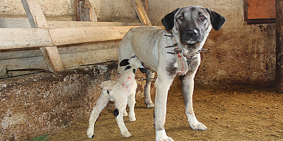 Sivas'ta yavru kuzuyu Kangal köpeği emziriyor