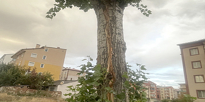 Sivas'ta yıldırım isabet eden kavak ağacı ortadan ikiye bölündü