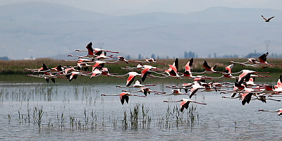 Su seviyesi yükselen Sultan Sazlığı göçmen kuşları ağırlıyor