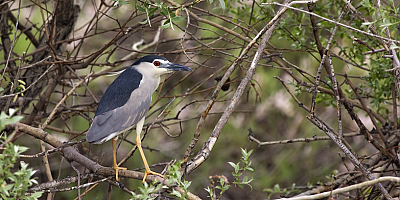 Sultan Sazlığı ve Aladağlar Milli Parkı'nda 139 kuş türü sayıldı