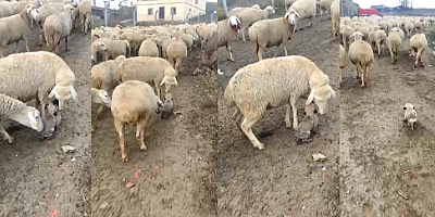 Sürüye eşlik eden çoban köpeği yavrusuna koyunlardan ilgi