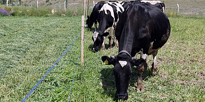 Talas Belediyesi üreticiye  örnek oldu