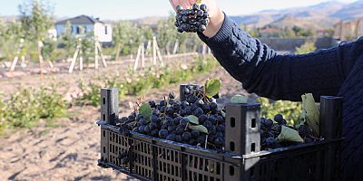 Talas'ta aronya hasadı yapıldı