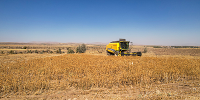 Talas'ta aspir hasadı başladı