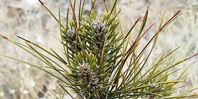 Talas'ta her bebeğe bir fidan uygulaması