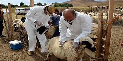 Talas'ta tarımsal kalkınmaya destek devam ediyor