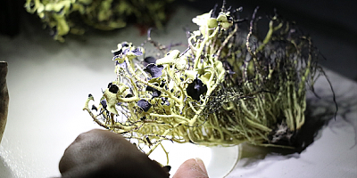 Türk bilim insanı Antarktika'da 10 liken türü keşfetti