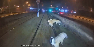 Ulaşım A.Ş. Vatmanı zincirle bağlanmış bir köpeğin hayatını kurtardı