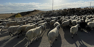 Yargıtay koyun sürüsünün neden olduğu trafik kazasında çobanı sorumlu tuttu