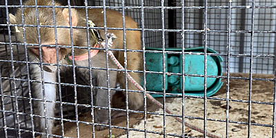 Yasa dışı yollardan yurda sokulan örümcek maymunu ele geçirildi