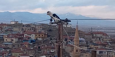 Yeşilhisar'da Yaramaz Kediyi Büyükşehir İtfaiyesi Kurtardı