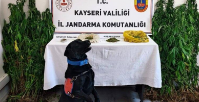 Kayseri'de 120 gr Kubar esrar, 206 kök Hint Keneviri ele geçirildi	