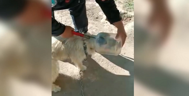 Kayseri'de başı bidona sıkışan köpeği itfaiye kurtardı
